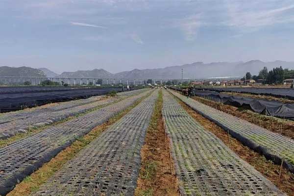 大奖国际中药材规范化莳植基地