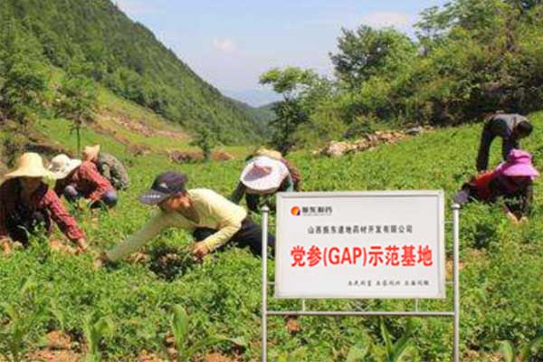 大奖国际党参莳植基地